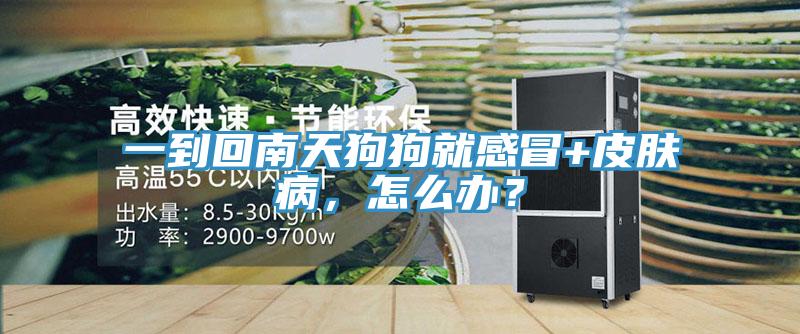 一到回南天狗狗就感冒+皮膚病，怎麽辦？