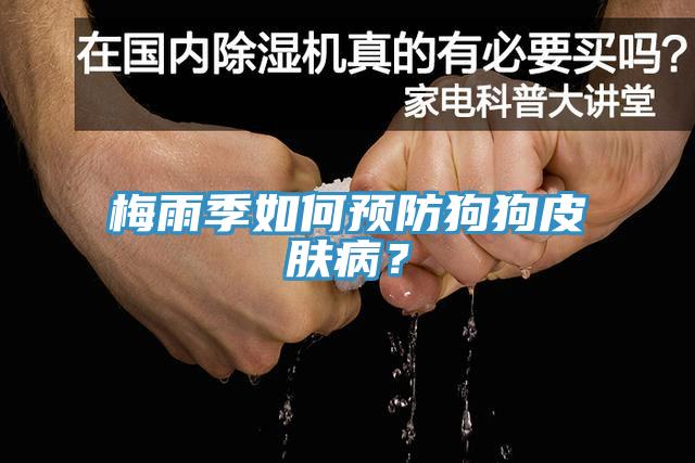 梅雨季如何預防狗狗皮膚病？