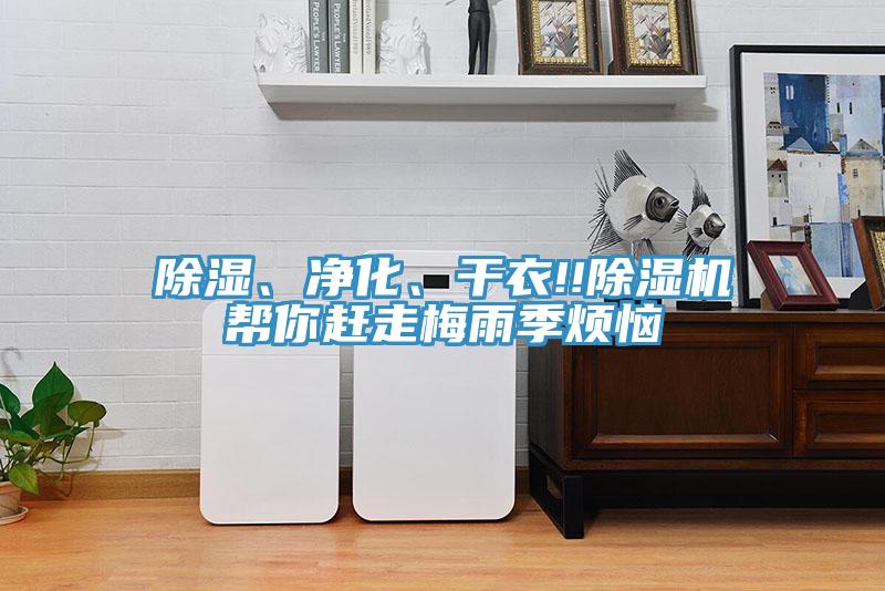 除濕、淨化、幹衣!!PICACG哔咔官网入口幫你趕走梅雨季煩惱