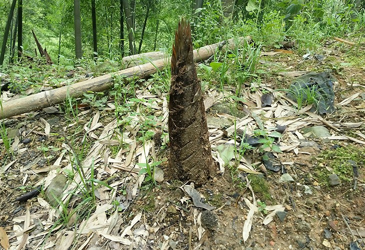 福建省漳州市薌城區客戶閩筍幹幹燥烘幹PICACG哔咔官网入口